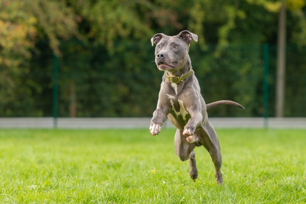 Magnum - Chien Cane Corso à adopter - photo 13