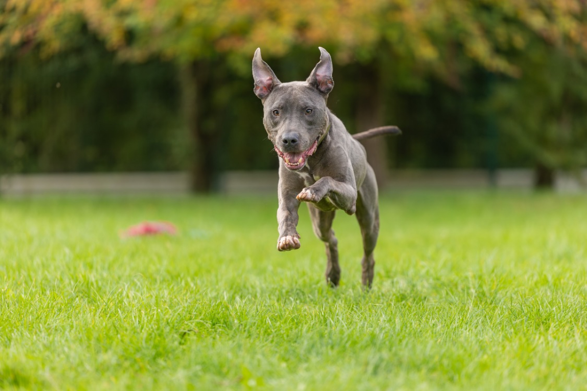 Magnum - Chien Cane Corso à adopter - photo 14