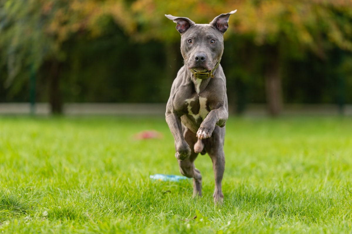 Magnum - Chien Cane Corso à adopter - photo 15