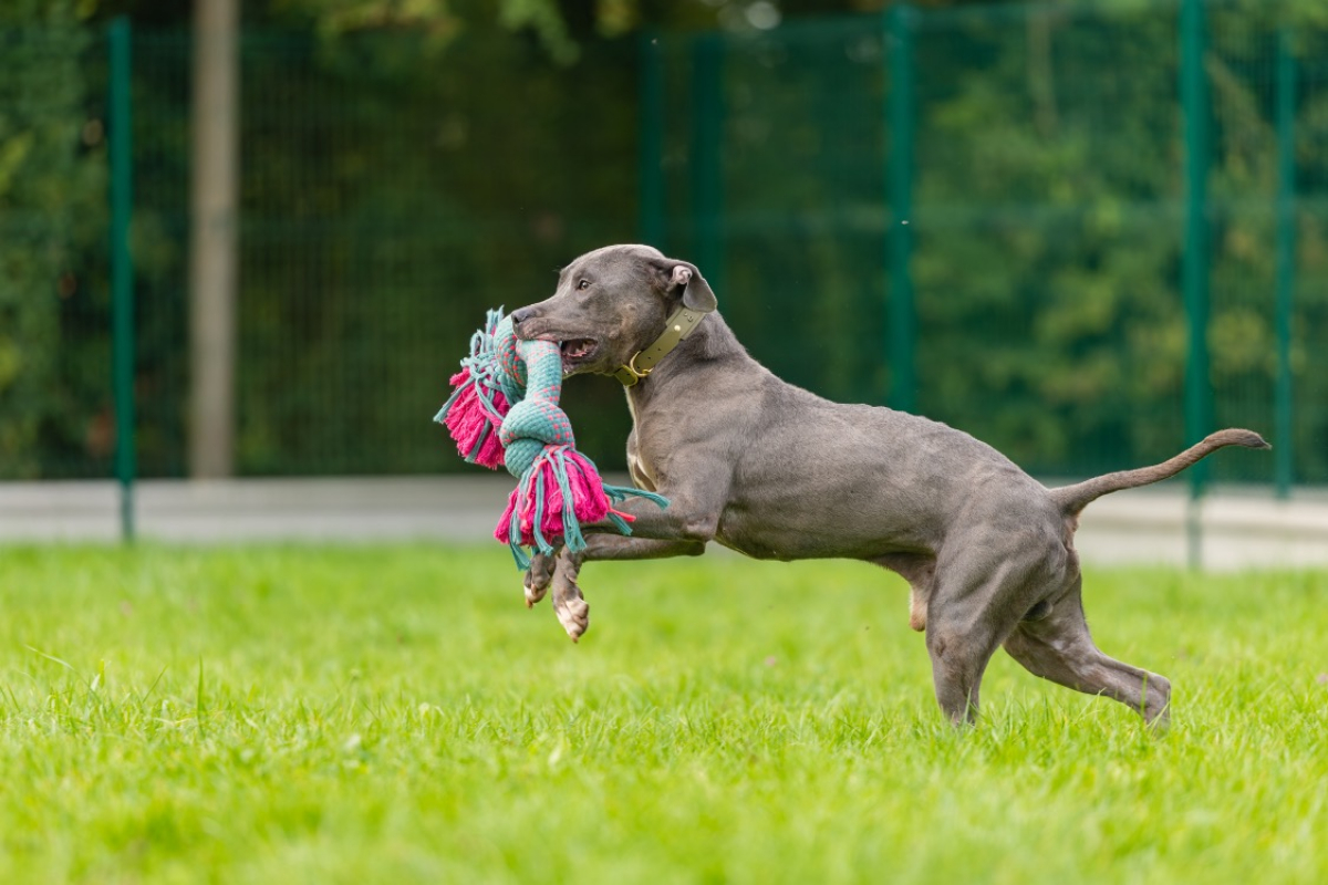 Magnum - Chien Cane Corso à adopter - photo 18