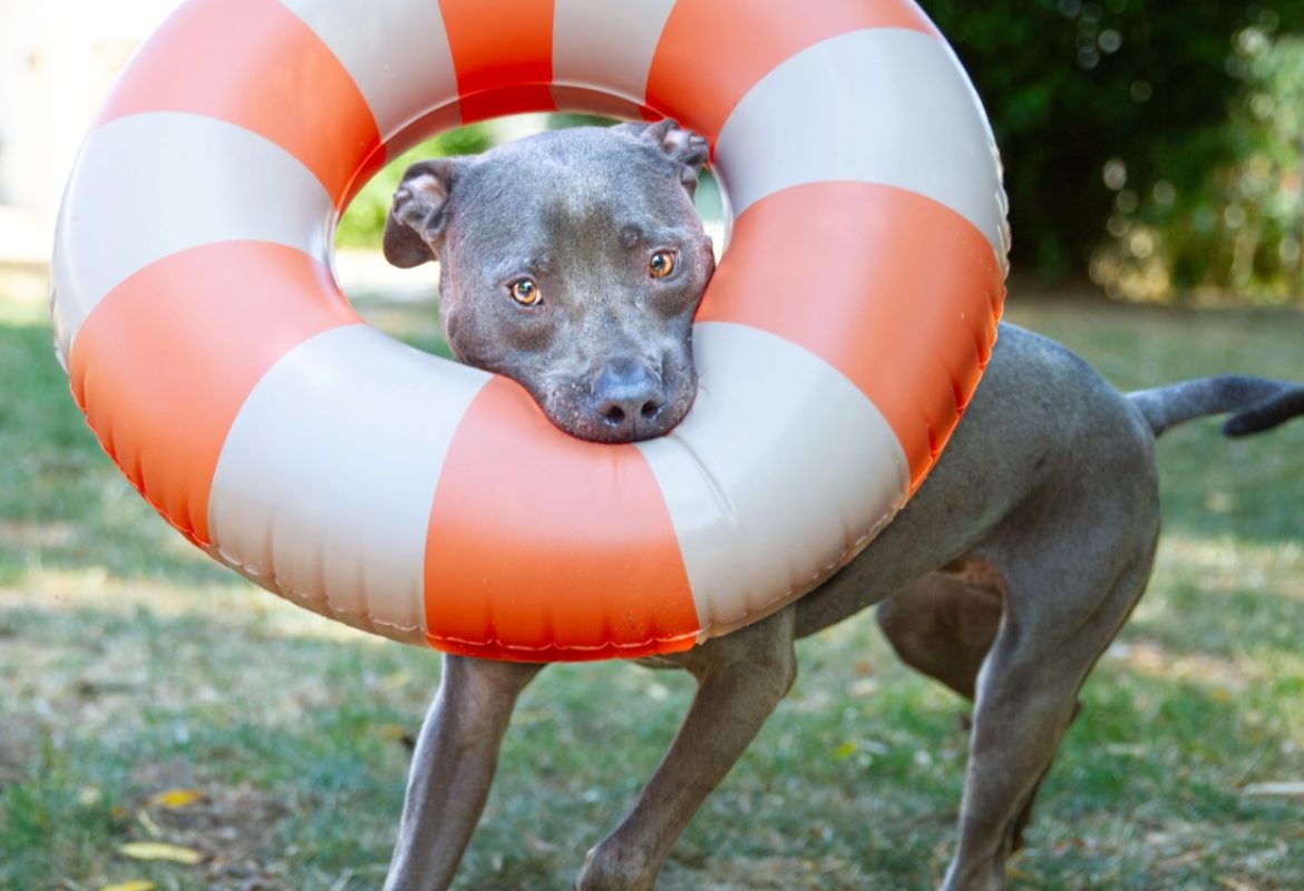 Magnum - Chien Cane Corso à adopter