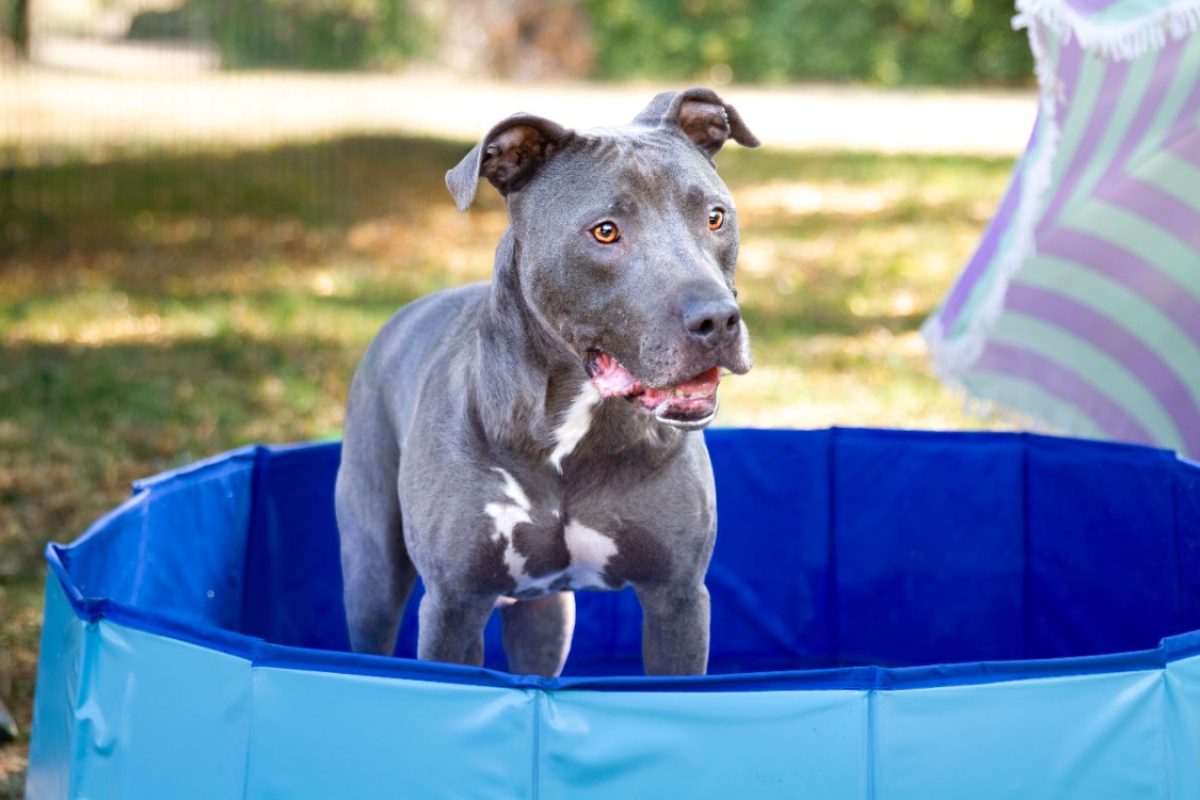 Magnum - Chien Cane Corso à adopter - photo 3