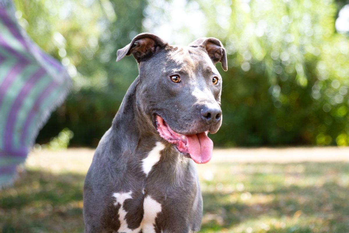 Magnum - Chien Cane Corso à adopter - photo 4