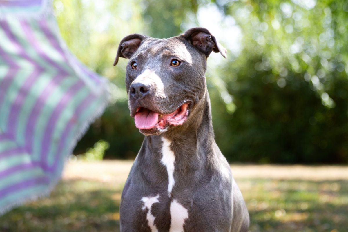 Magnum - Chien Cane Corso à adopter - photo 5