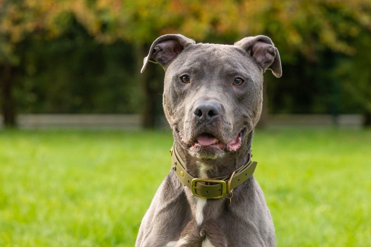 Magnum - Chien Cane Corso à adopter - photo 6