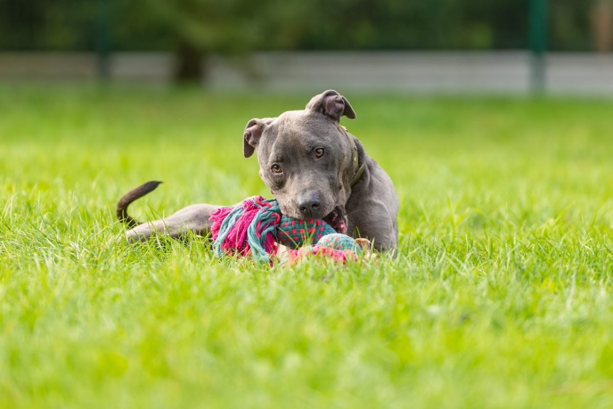 Magnum - Chien Cane Corso à adopter - photo 7