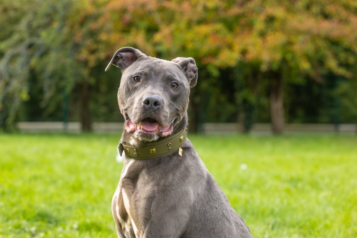 Magnum - Chien Cane Corso à adopter - photo 8