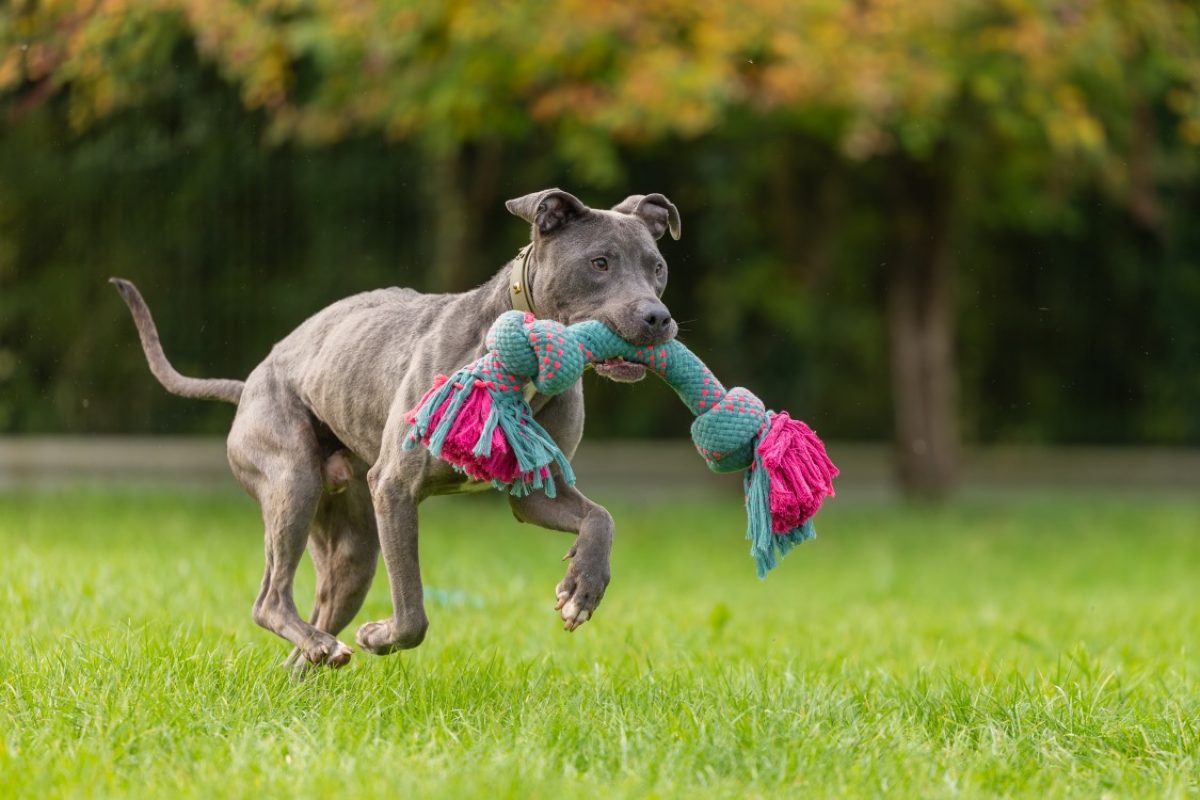 Magnum - Chien Cane Corso à adopter - photo 10