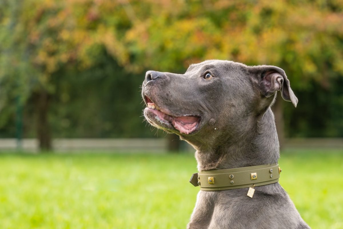 Magnum - Chien Cane Corso à adopter - photo 11