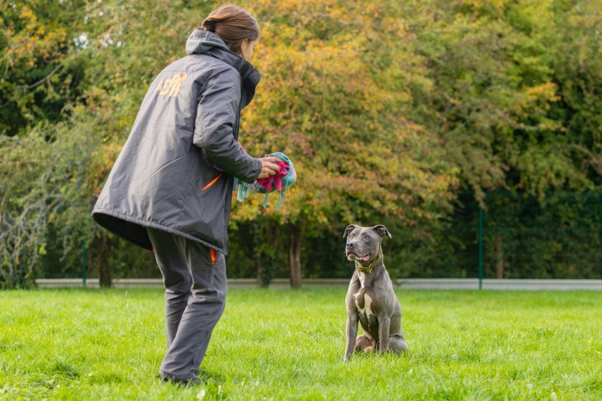 Magnum - Chien Cane Corso à adopter - photo 12