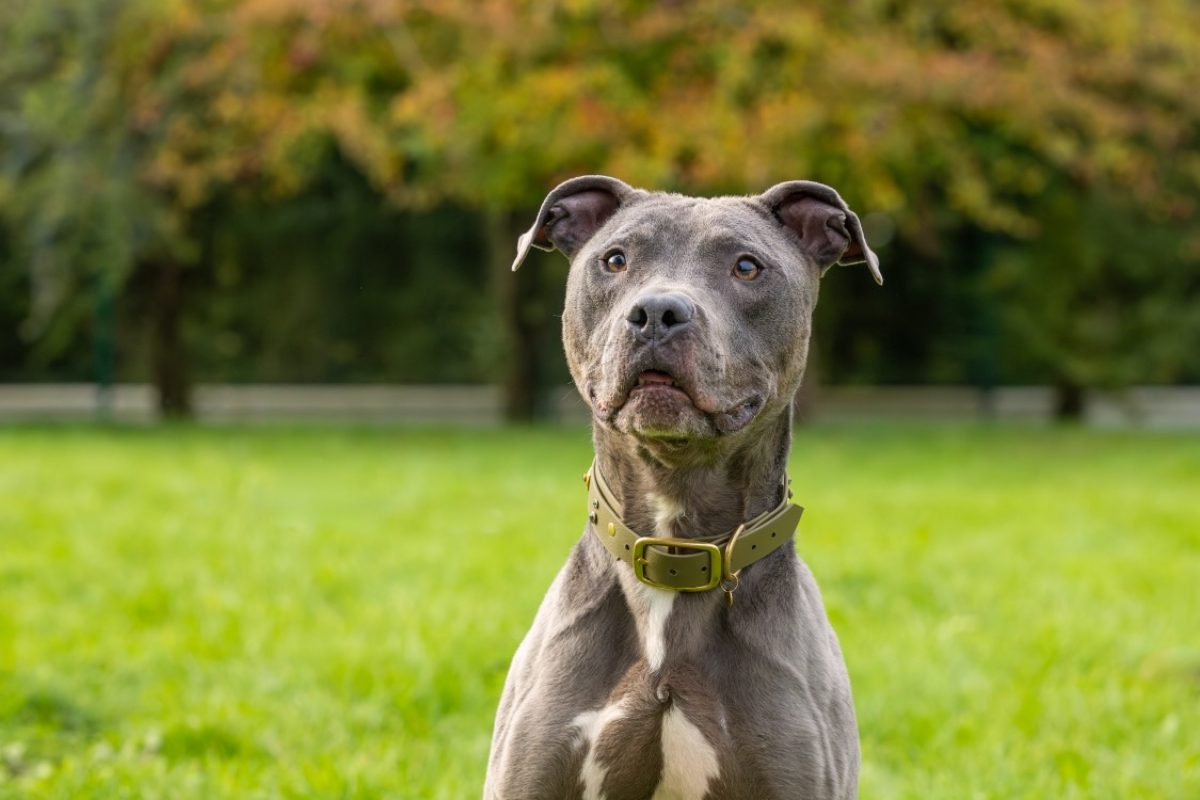 Magnum - Chien Cane Corso à adopter - photo 13