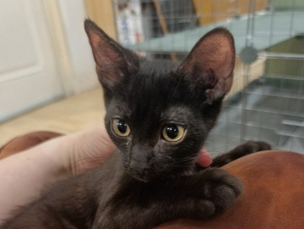 Spider - Chat Européen à adopter