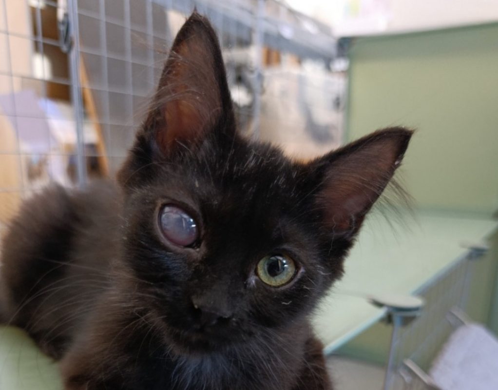Tyché - Chat Européen à adopter