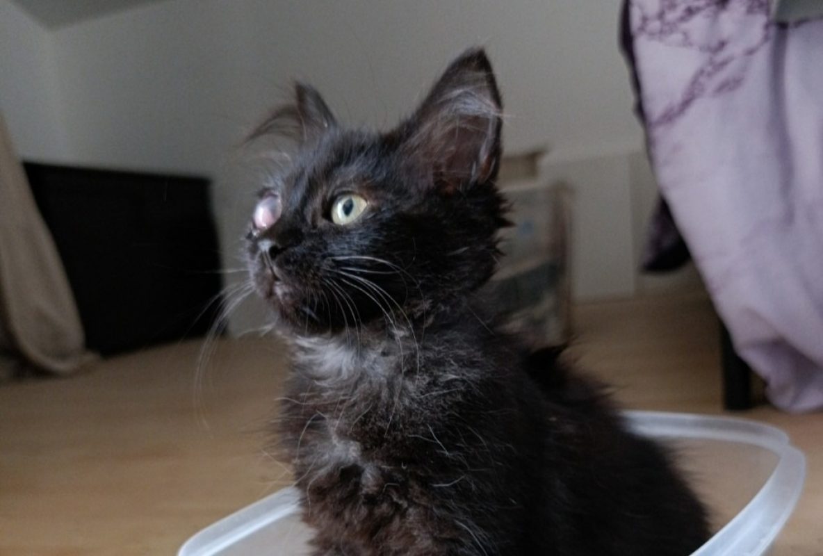 Tyché - Chat Européen à adopter - photo 2