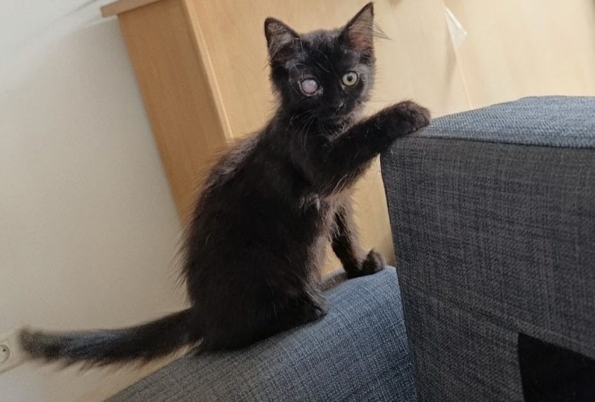 Tyché - Chat Européen à adopter - photo 3