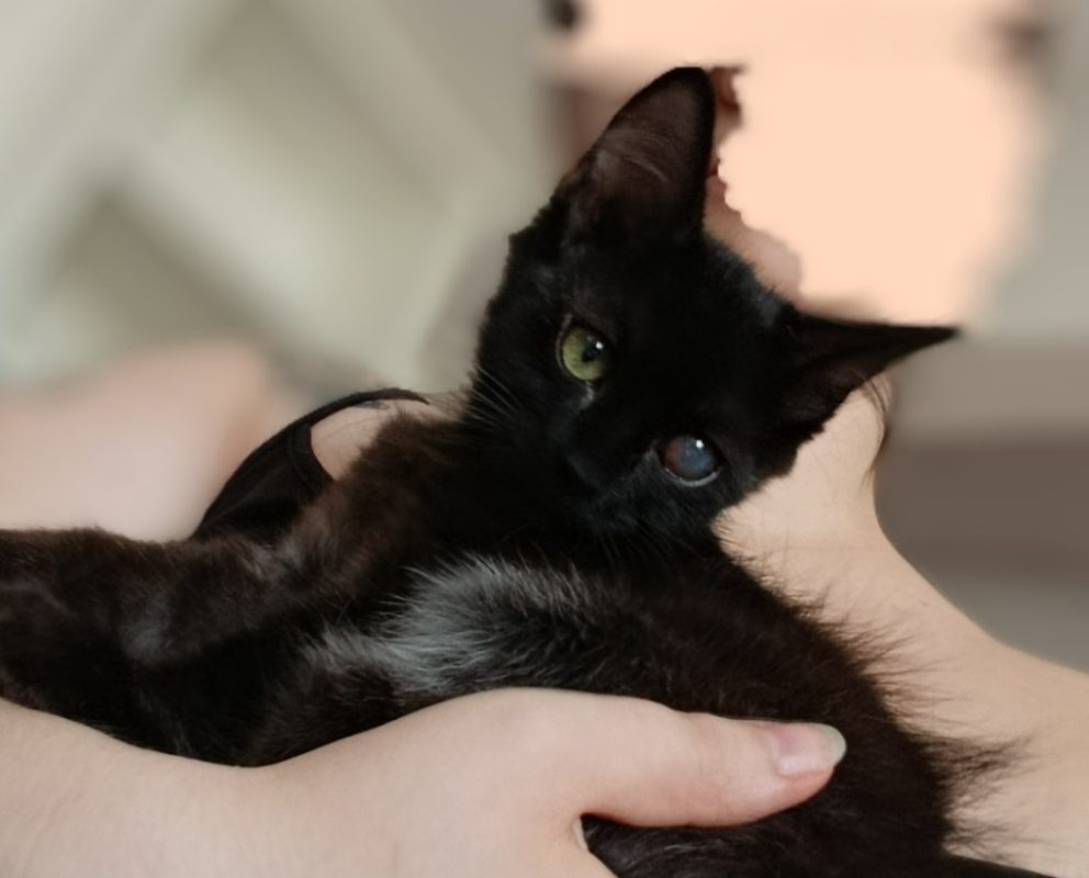 Tyché - Chat Européen à adopter - photo 4