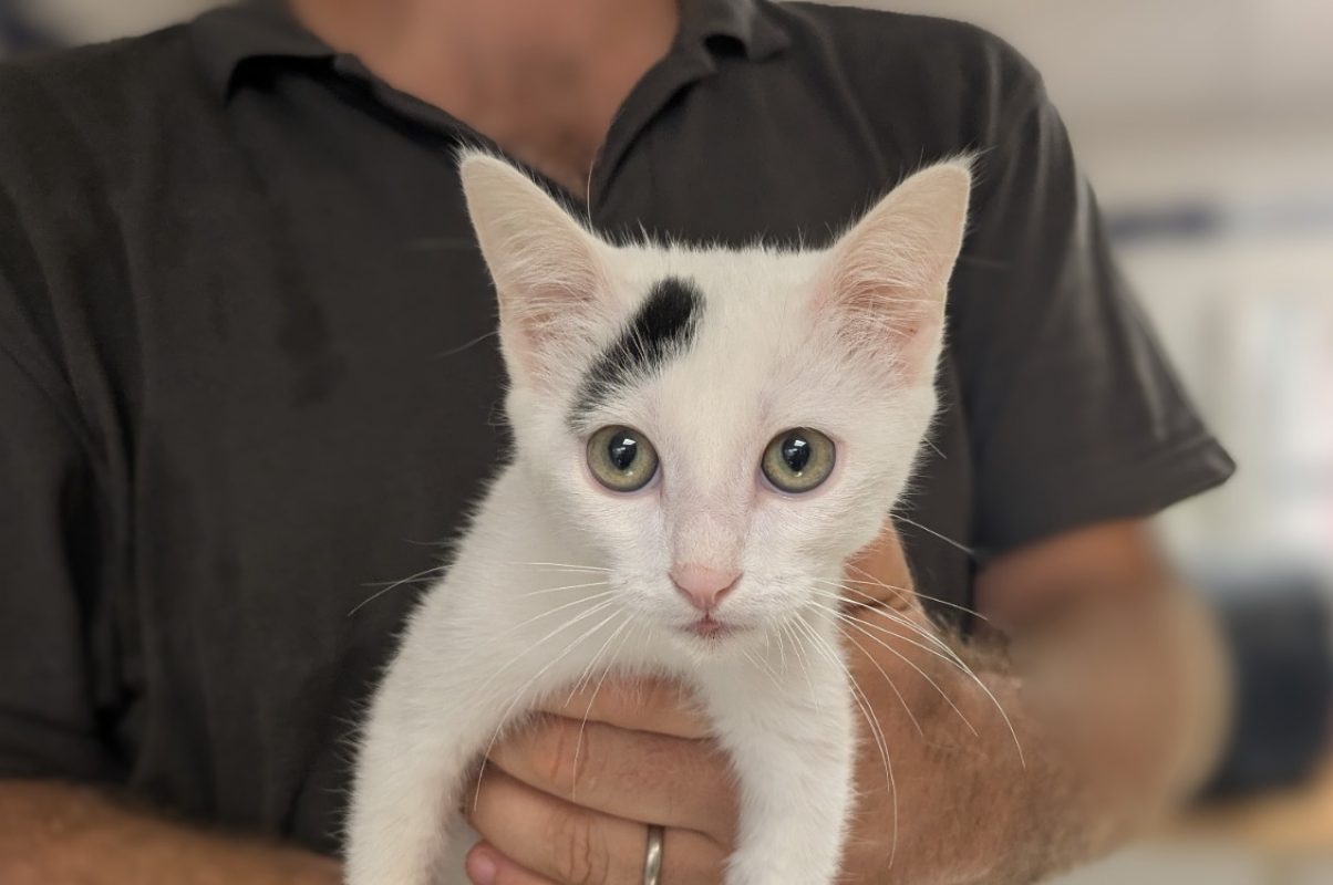 Blanca - Chat Européen à adopter