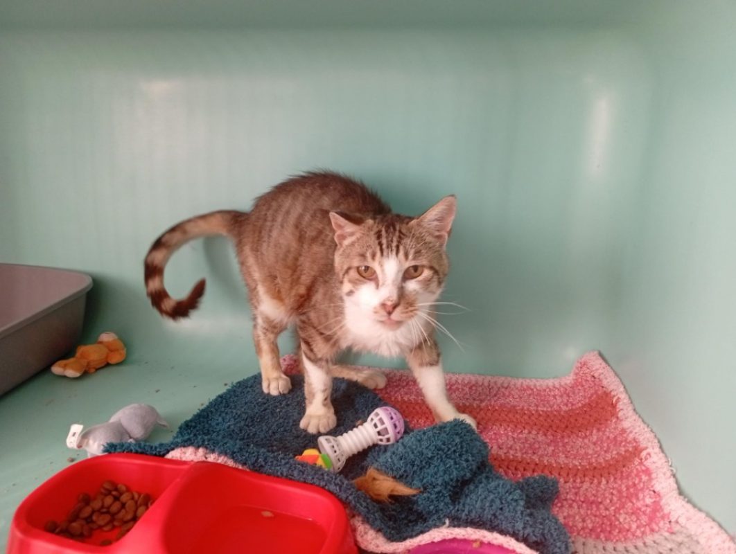 Frisson - Chat Européen à adopter