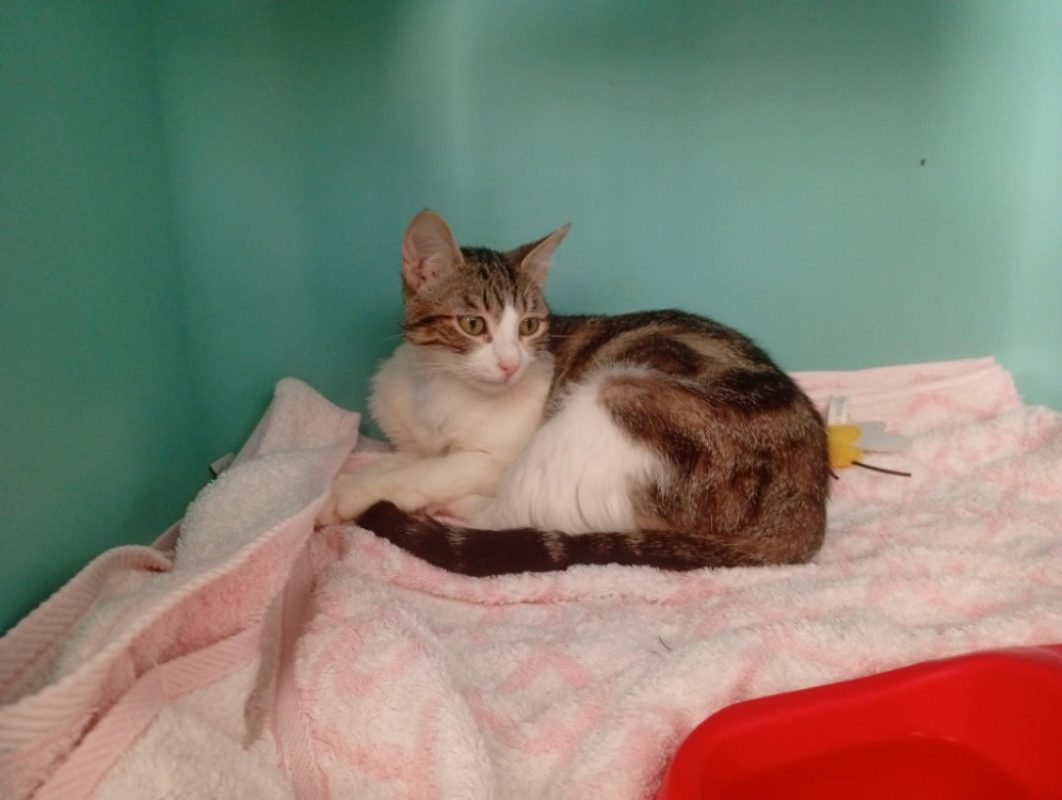 Kalt - Chat Européen à adopter