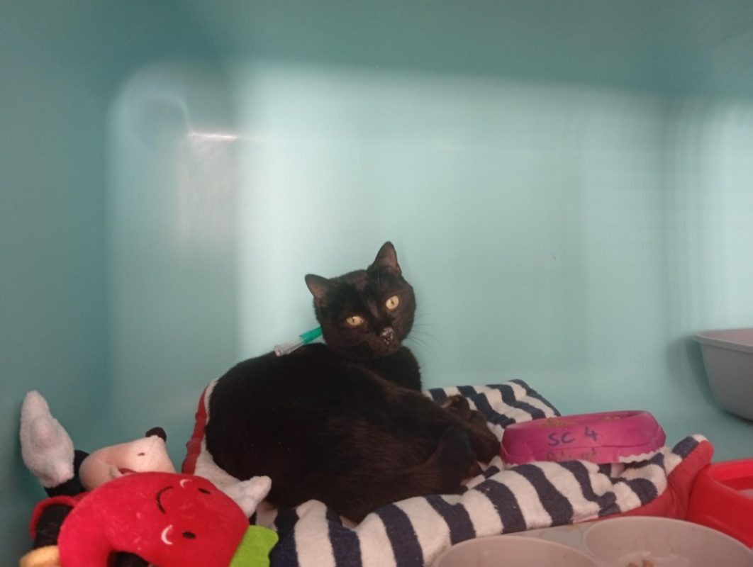 Plume - Chat Européen à adopter