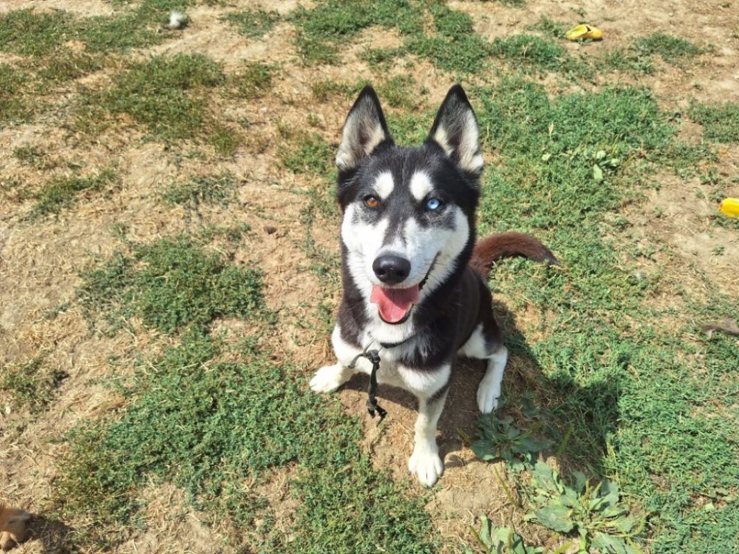 Stella - Chien Husky Sibérien à adopter