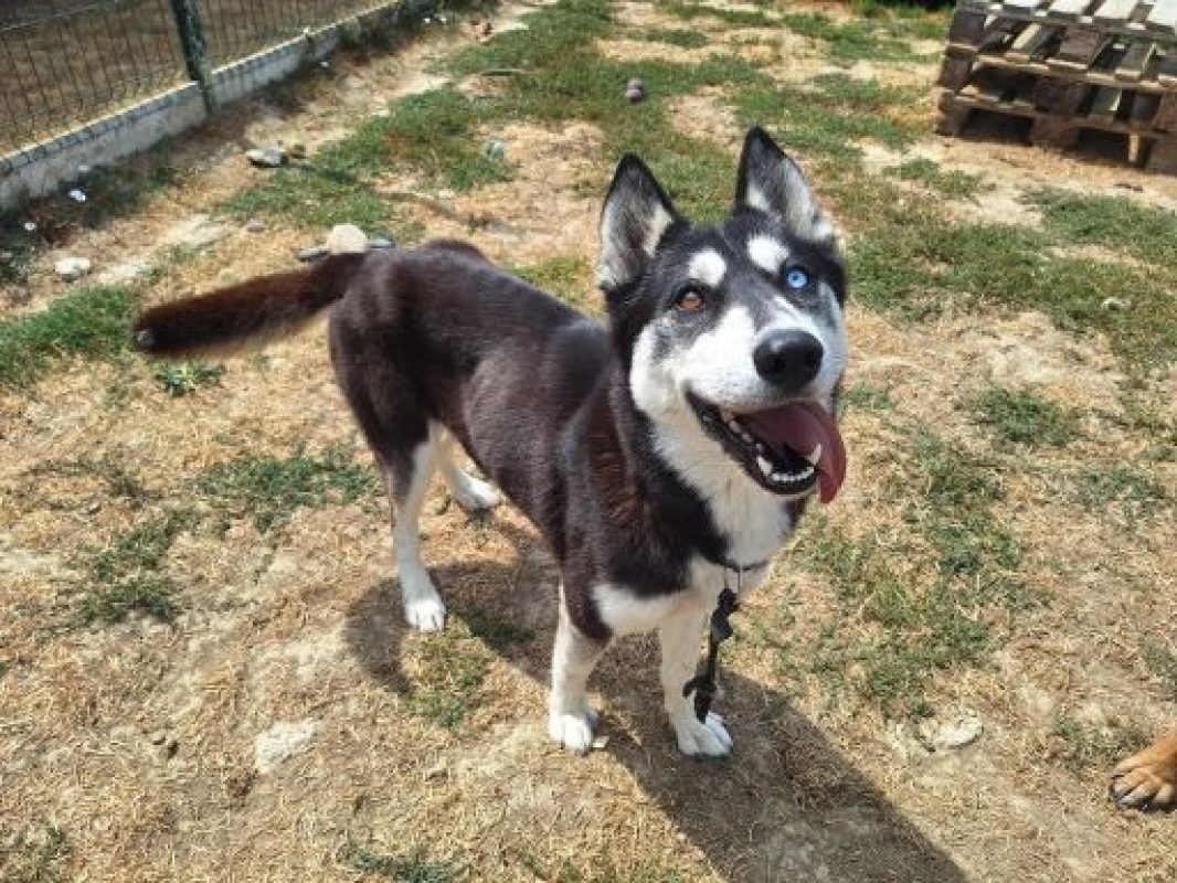 Stella - Chien Husky Sibérien à adopter - photo 2