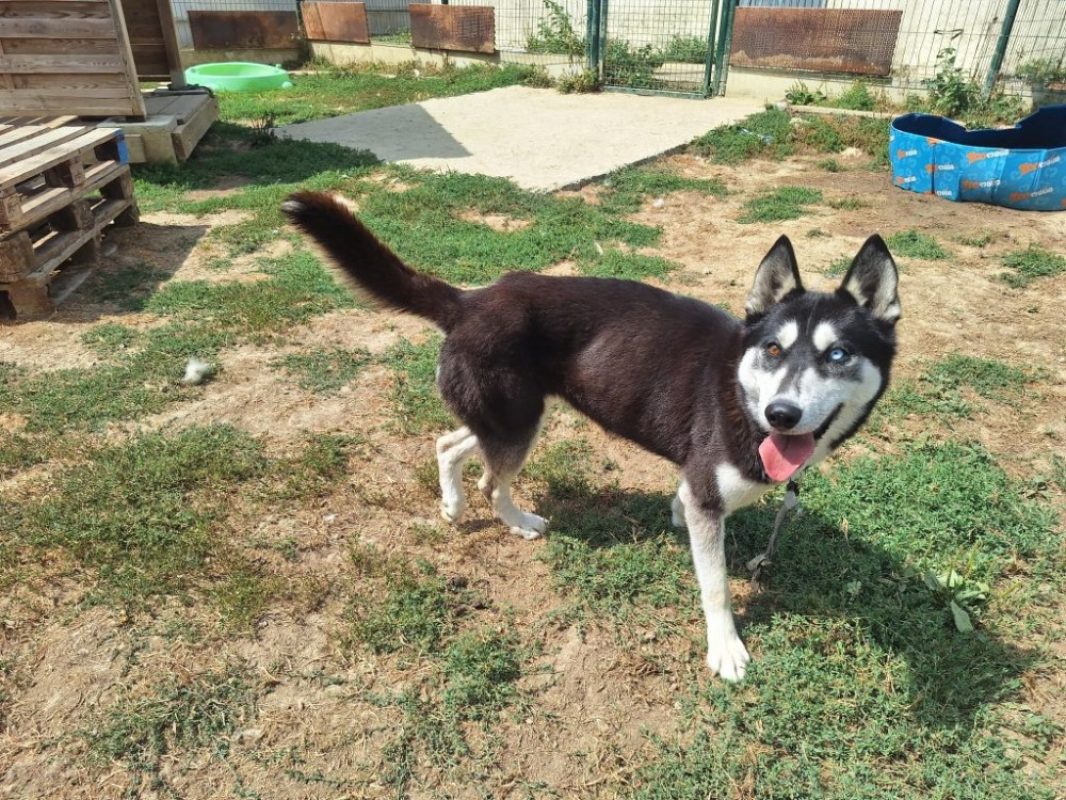 Stella - Chien Husky Sibérien à adopter - photo 3