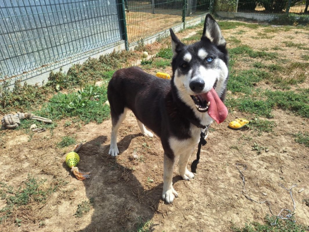 Stella - Chien Husky Sibérien à adopter - photo 4