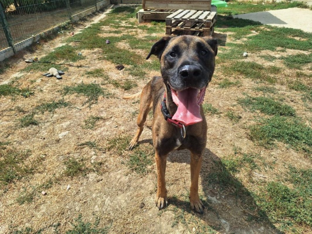 Natsu - Chien Berger Belge Malinois à adopter