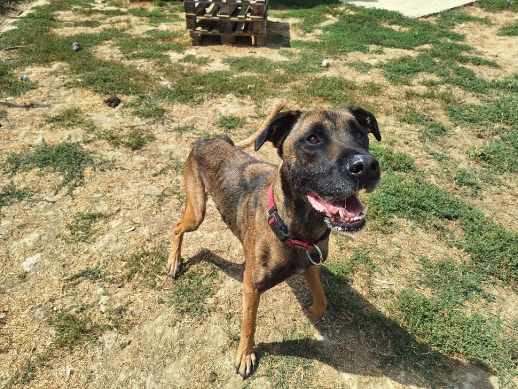 Natsu - Chien Berger Belge Malinois à adopter - photo 2
