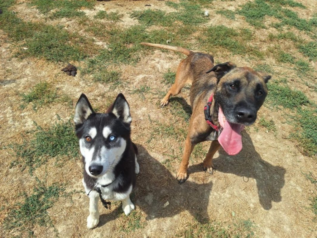 Natsu - Chien Berger Belge Malinois à adopter - photo 3