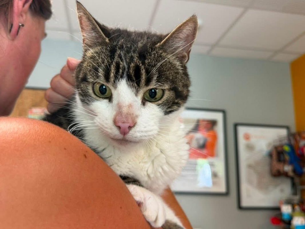 Hutch en sos - Chat Européen à adopter