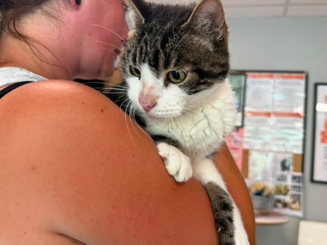 Hutch en sos - Chat Européen à adopter - photo 2