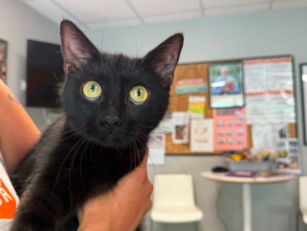 Luna - Chat Européen à adopter