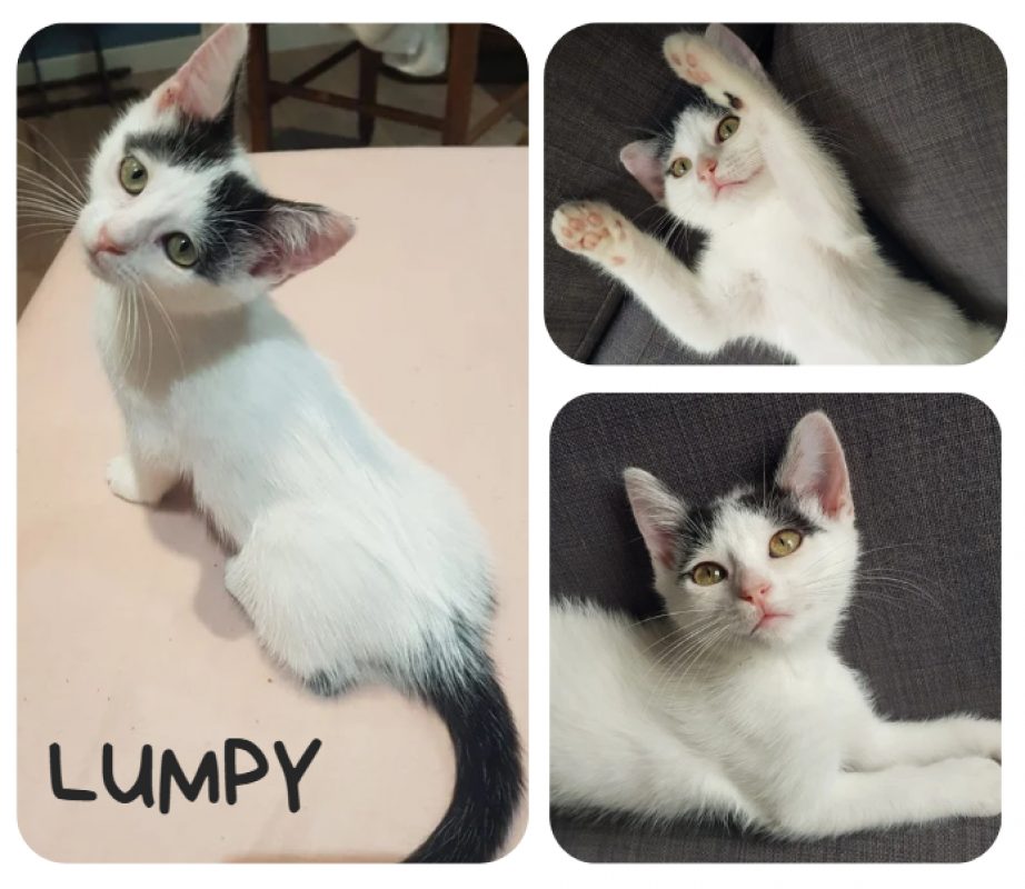 Lumpy - Chat Européen à adopter