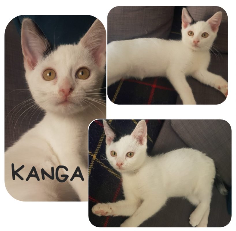 Kanga - Chat Européen à adopter