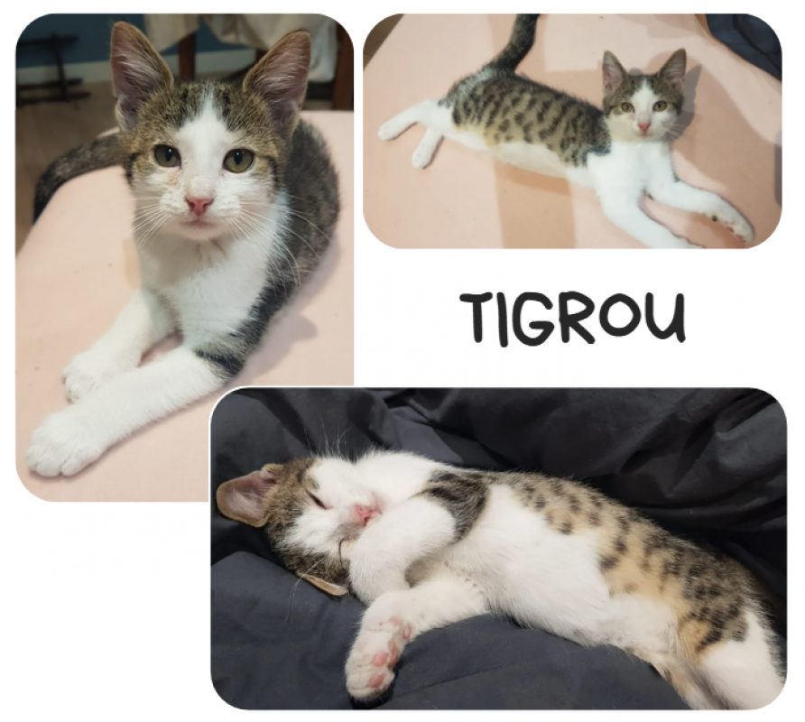 Tygrou - Chat Européen à adopter