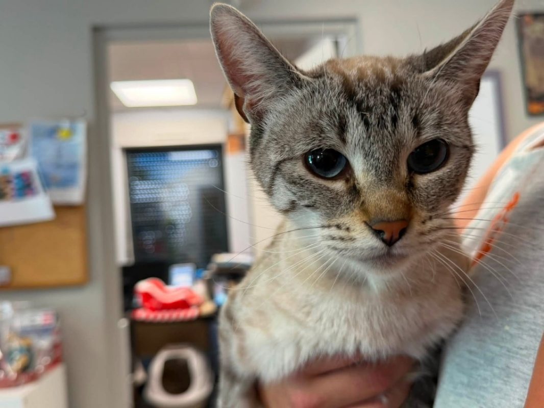 Tia - Chat à adopter