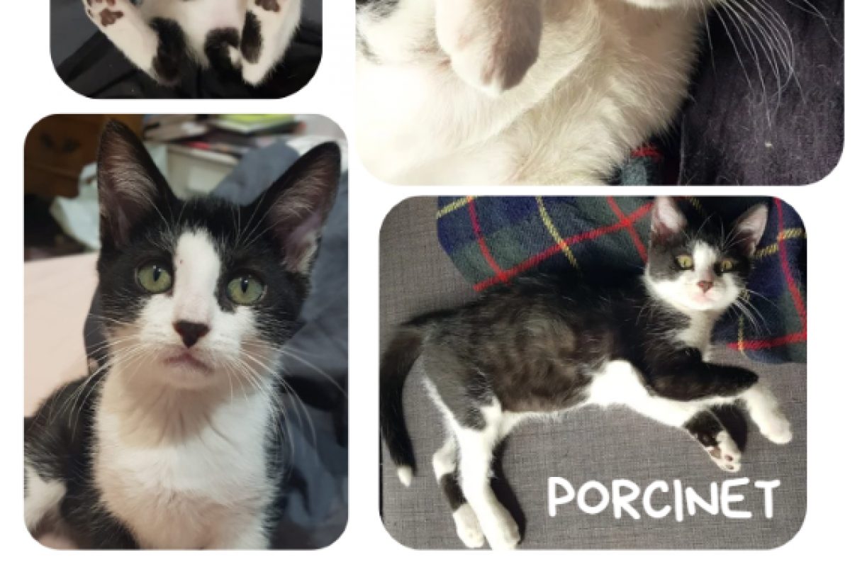Porcinet - Chat Européen à adopter