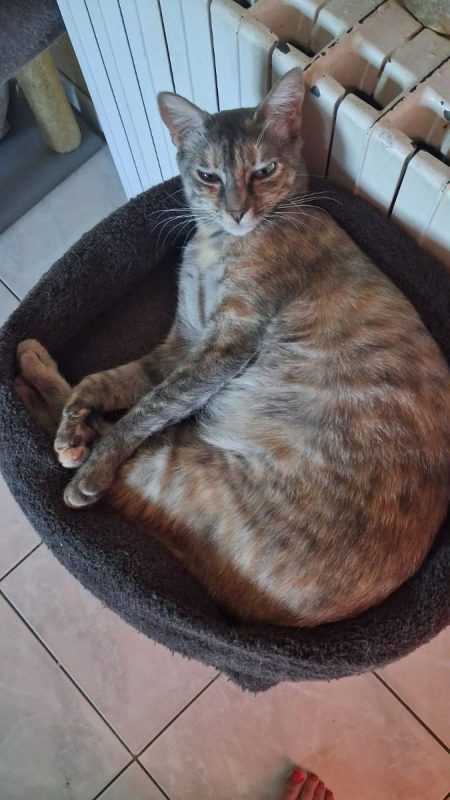 Druxis - Chat Européen à adopter - photo 2