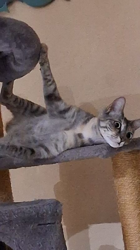 Druxis - Chat Européen à adopter