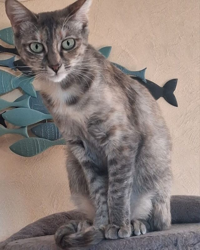 Druxis - Chat Européen à adopter - photo 3