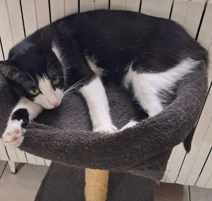 Connie - Chat Européen à adopter - photo 2