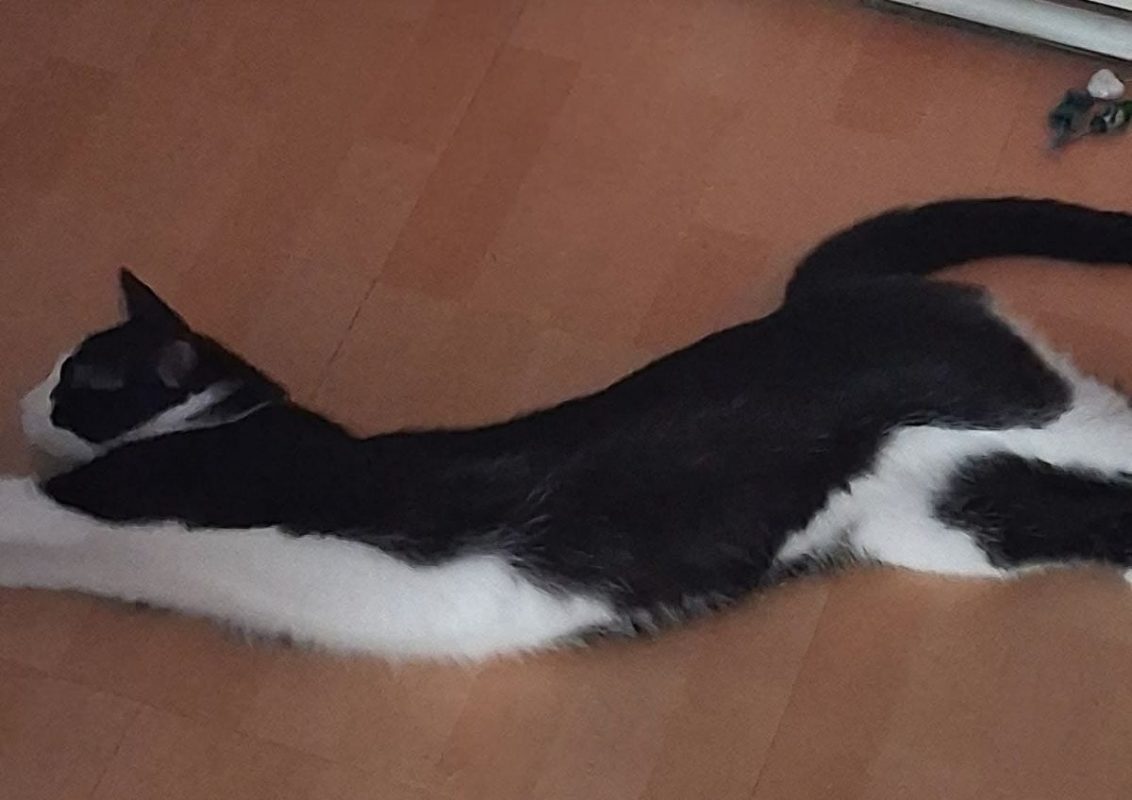 Connie - Chat Européen à adopter - photo 4