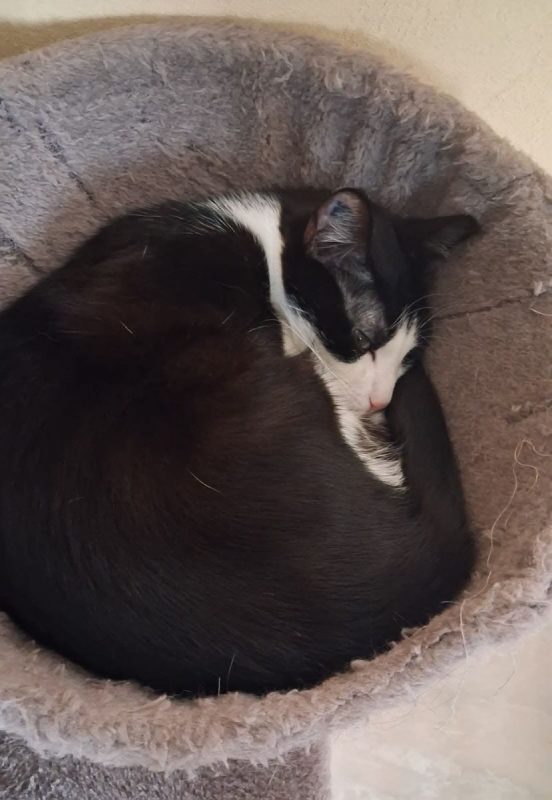 Connie - Chat Européen à adopter - photo 3