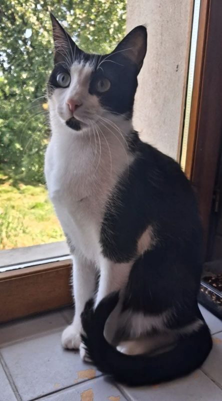 Connie - Chat Européen à adopter