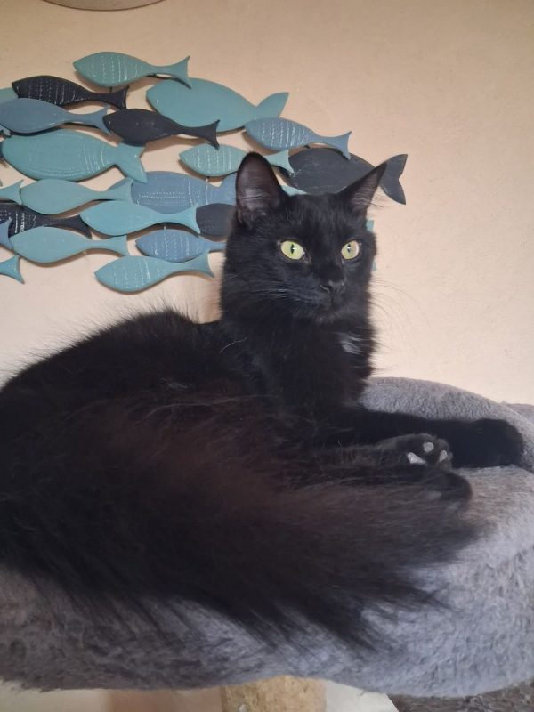 Kuro - Chat Européen à adopter