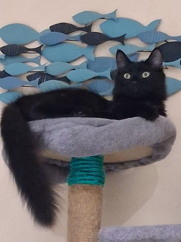 Kuro - Chat Européen à adopter - photo 2
