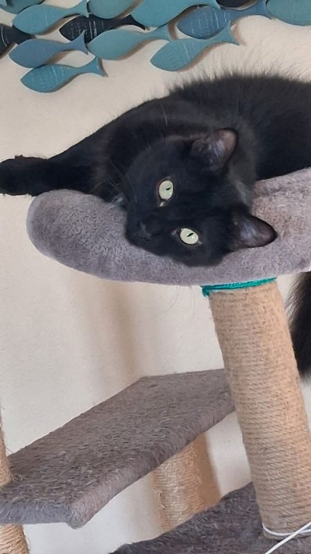 Kuro - Chat Européen à adopter - photo 3