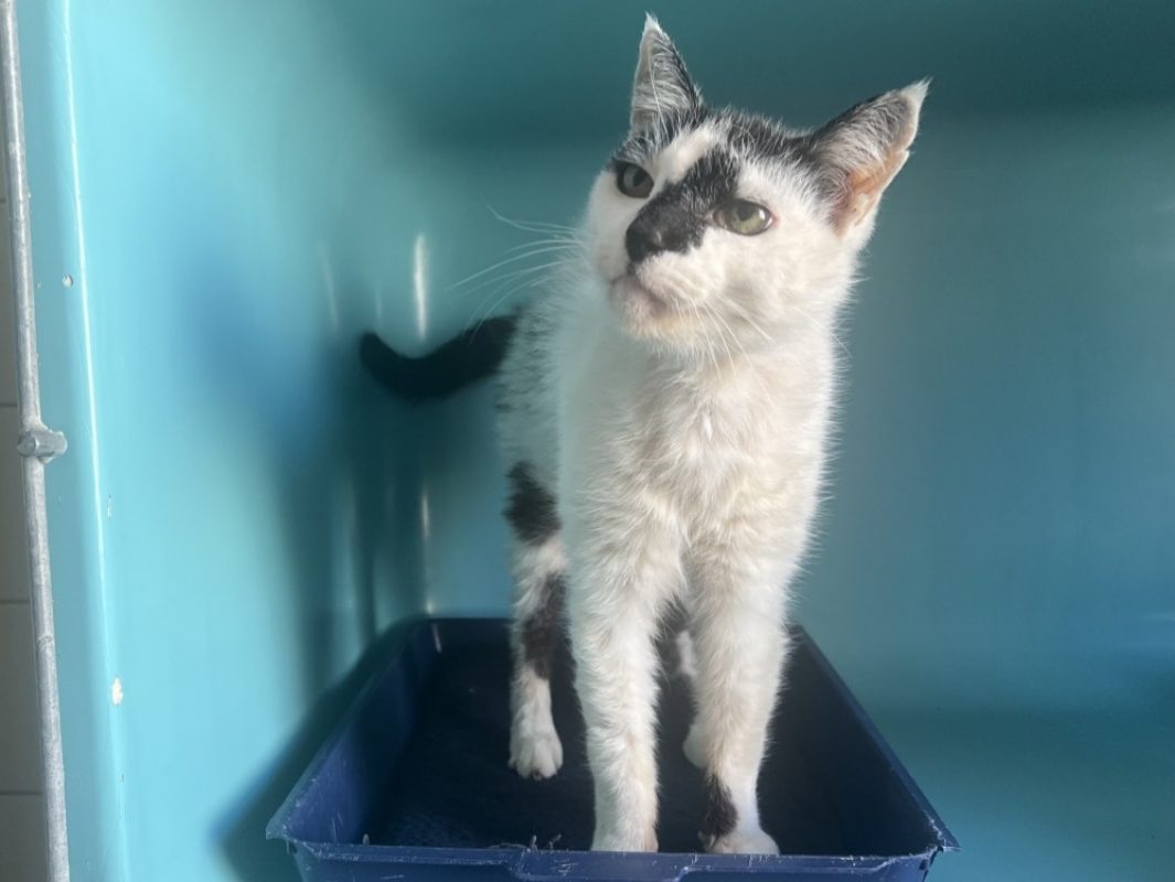 Kevin - Chat Européen à adopter